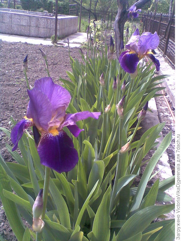 ирис проснулся..