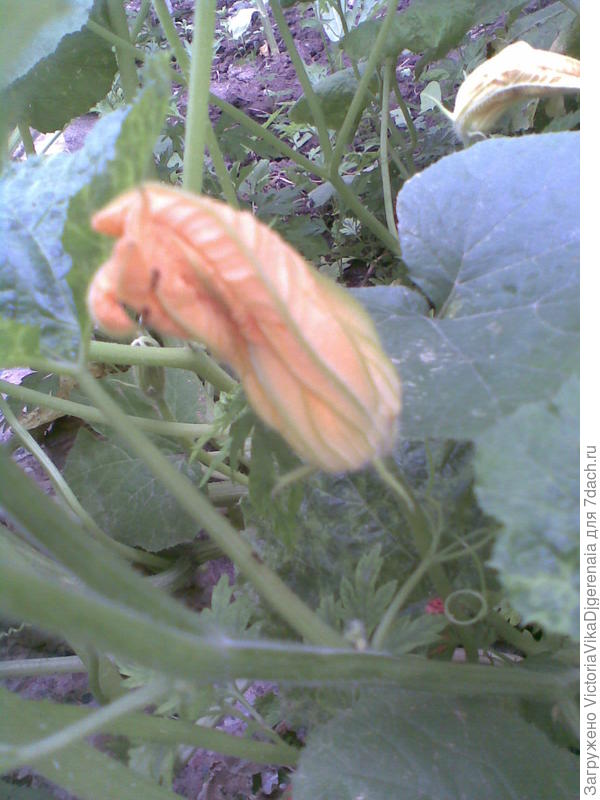 Цветок ,,Тыквы,,