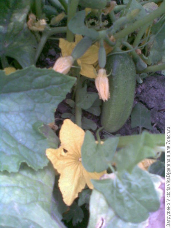 Первый огурчик. ;)