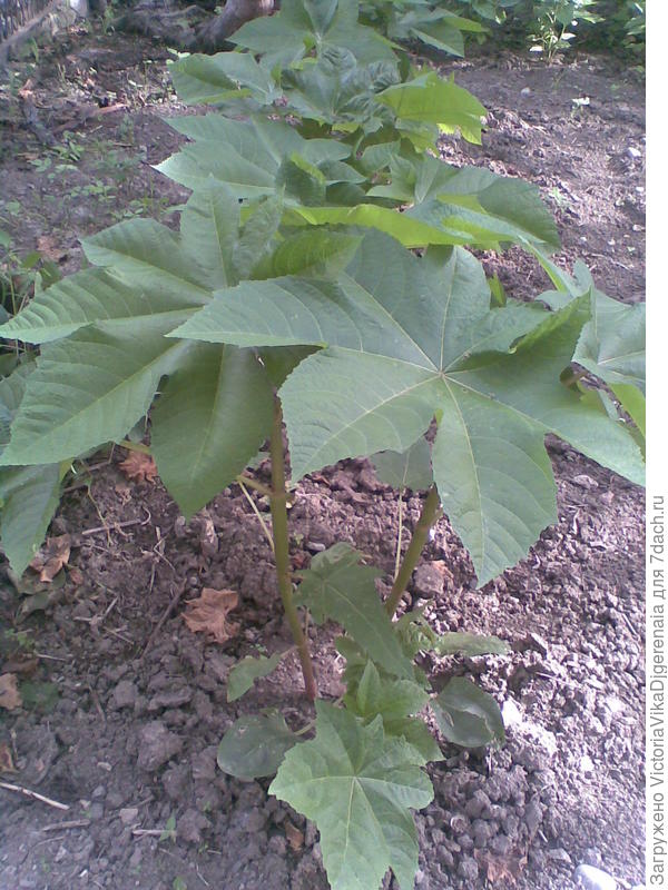 клещевина ,,Борьбонская,,