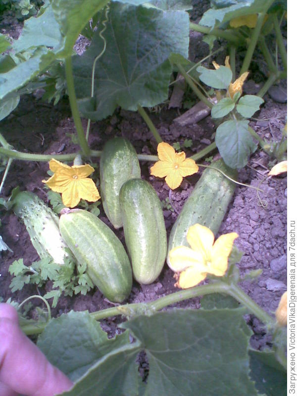 Первый урожай огурчиков.