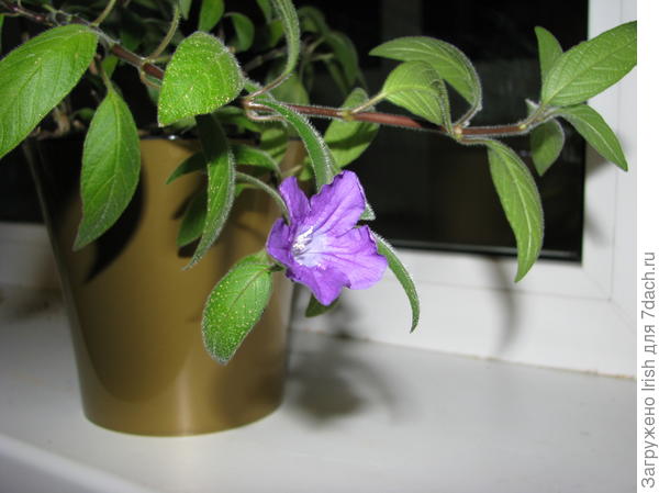 Неизвестный цветок