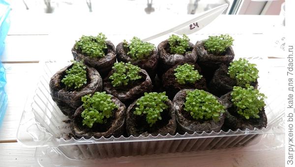 рассада лобелии