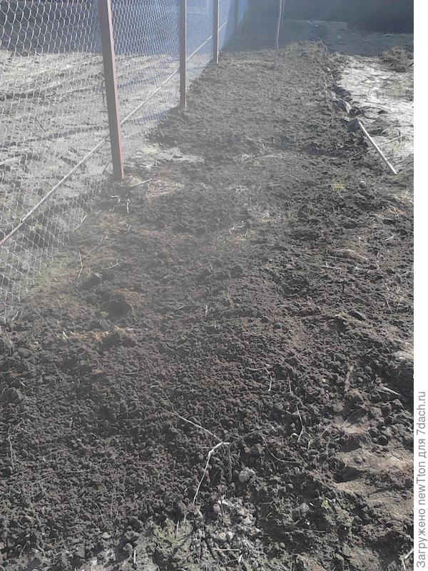 кукуруза и фасоль