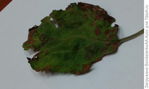 Яблоня пропадает. Что это???