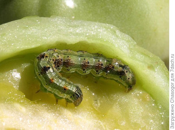 гусеница совки на помидоре