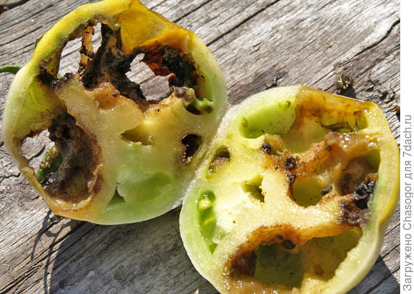 испорченный полностью томат