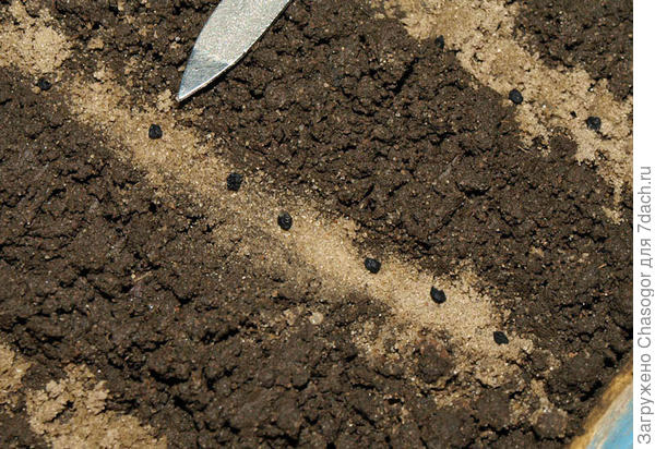 сею порей на песок