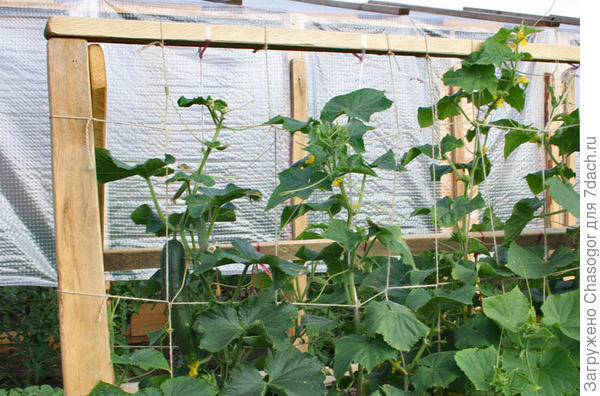 плоды наливаются и не скользят вниз