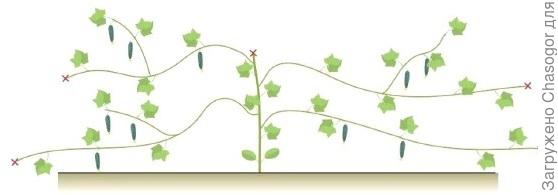 формировка плетей огурца