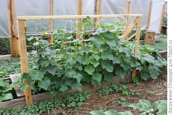 подвязка огурцов с горизонтальными шпагатами