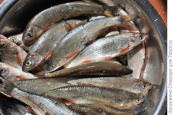 рыба елец, выловленная в реке Оса