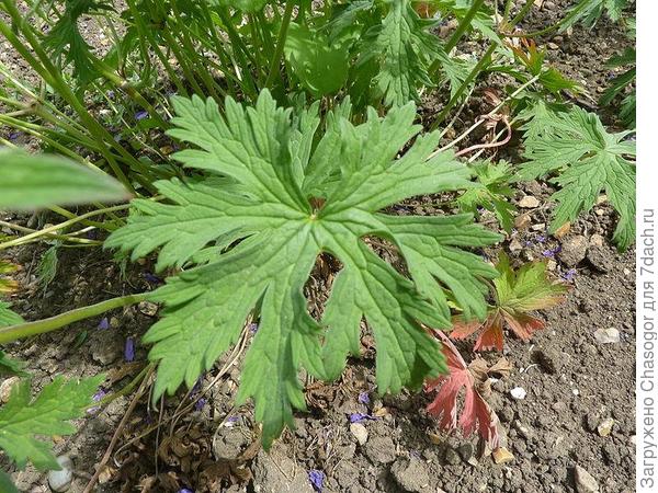 лист герани