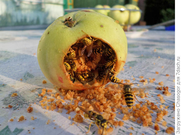 осы сожрали яблоко