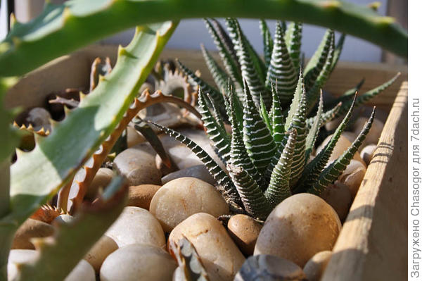 квартиранты