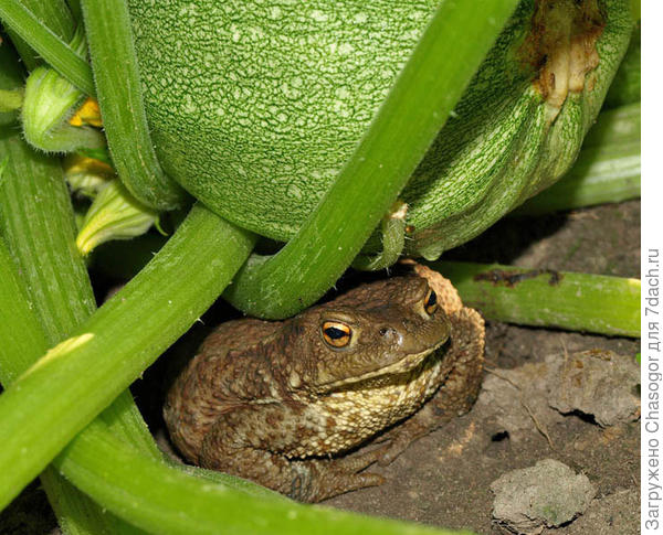 здесь её дом!