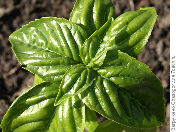 точка роста базилика