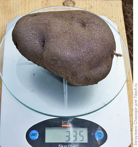 клубень неизвестного сорта