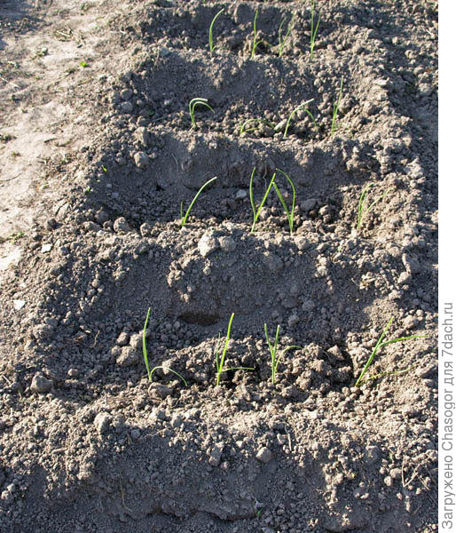 рассада высажена и присыпана почвой