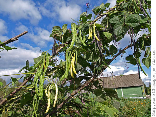 вьющаяся фасоль