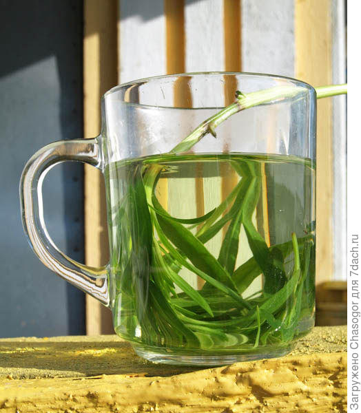 тархун настаивается