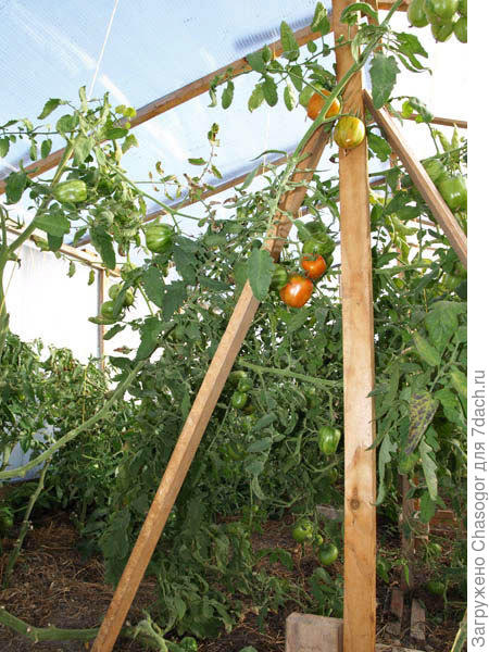 последние кисти, 30 сентября