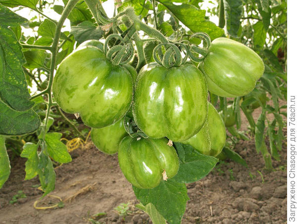 первая кисть, конец июня