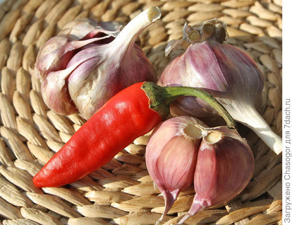 будет нечто итало-французское