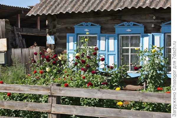 георгины в палисаднике