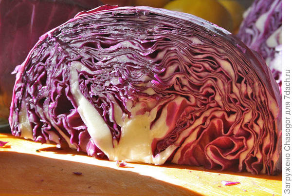 Какие ошибки в приготовлении квашеной капусты портят блюдо
