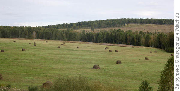 поля