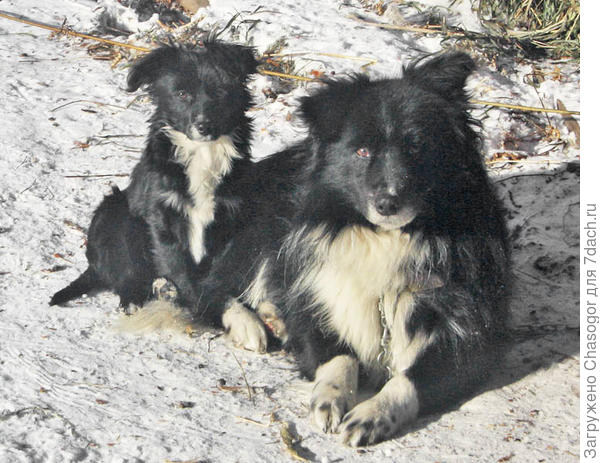 Муха и Орлик