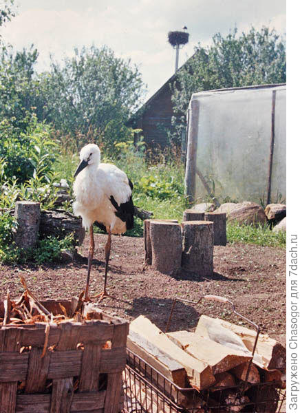 в поисках еды