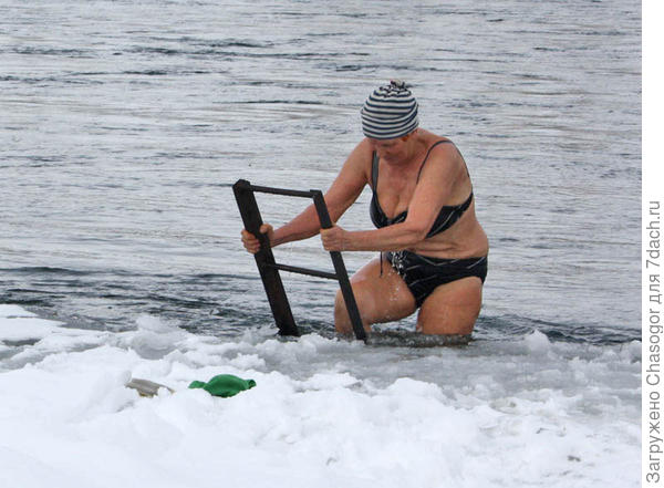 моржиха