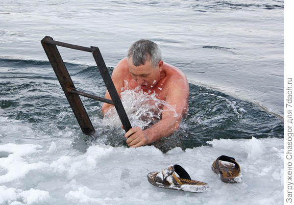 морж