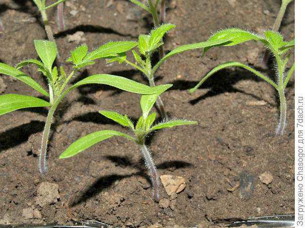 И он быстро догнал ровесников. Колпачок лежит около него.