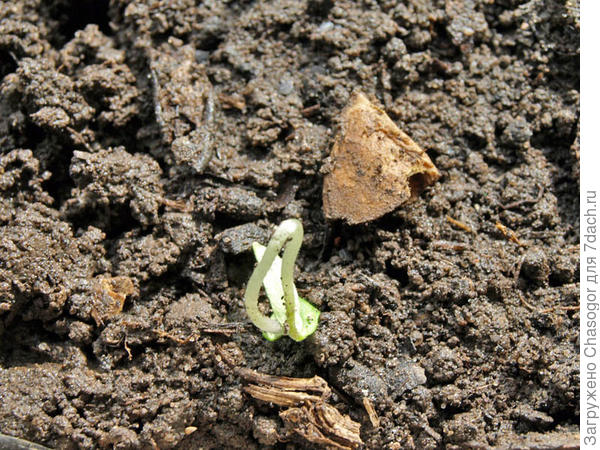 Сняла с него колпак