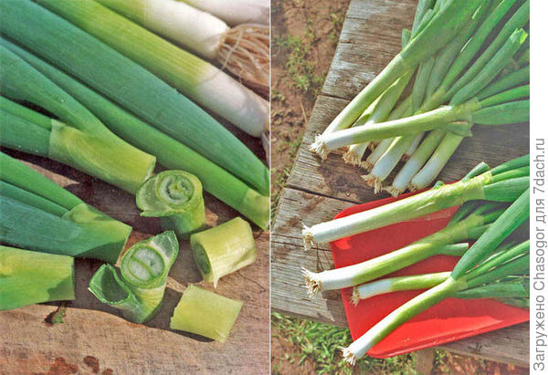 ишикура в разрезе