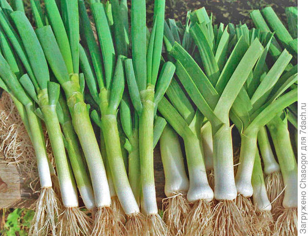 слева - ишикура, справа - порей Карантанский