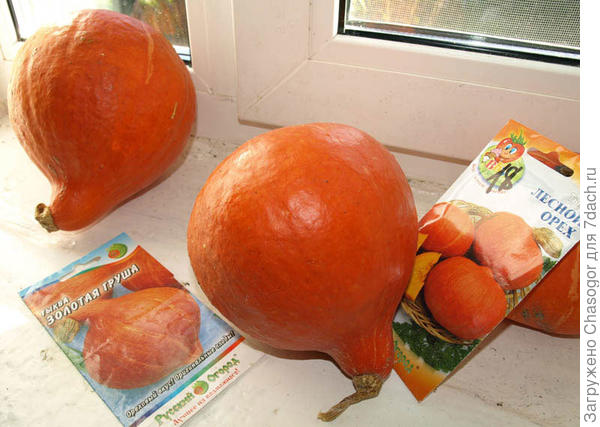 И Лесные орешки
