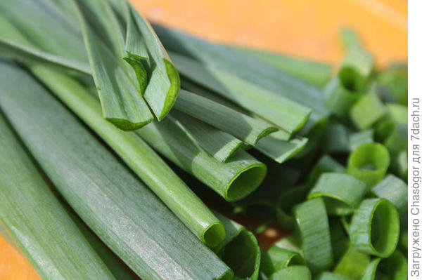 батун и джусай