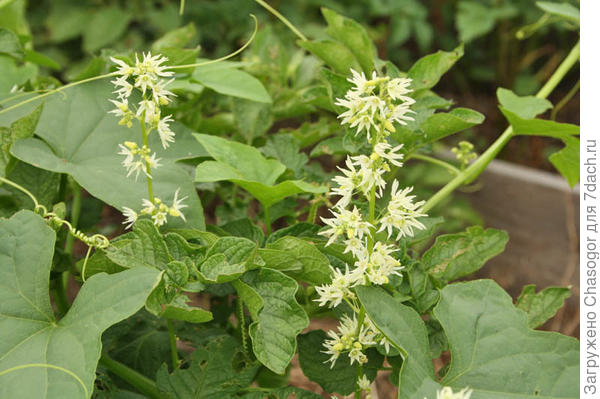 так он цветёт