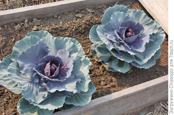 красная капуста завивает кочаны