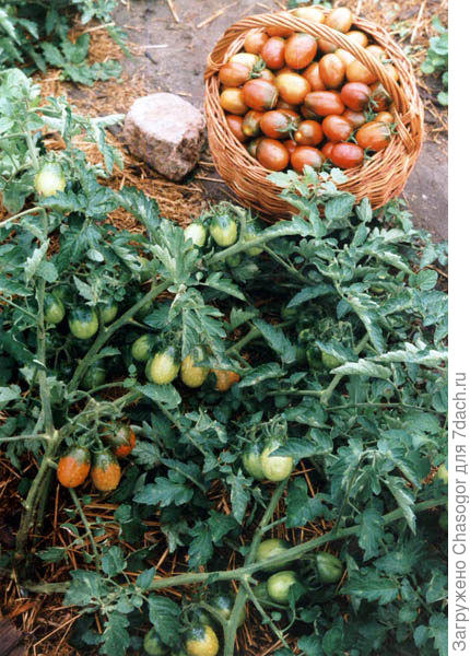 куст в открытом грунте