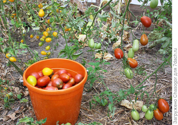 в теплице, сентябрь