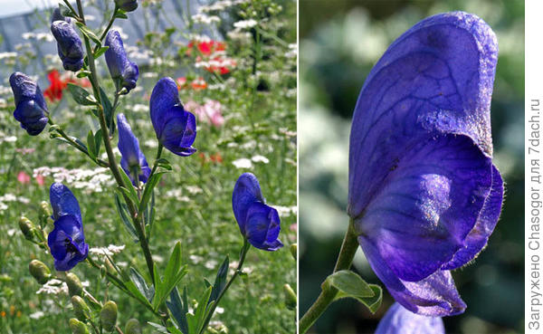 аконит в цветнике