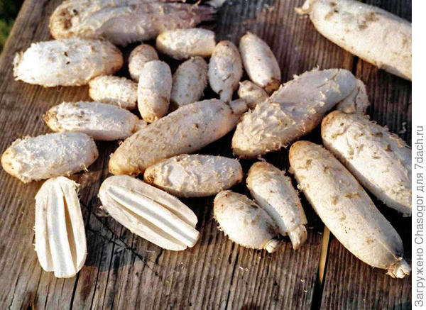 собирала навозники возле заброшенной фермы