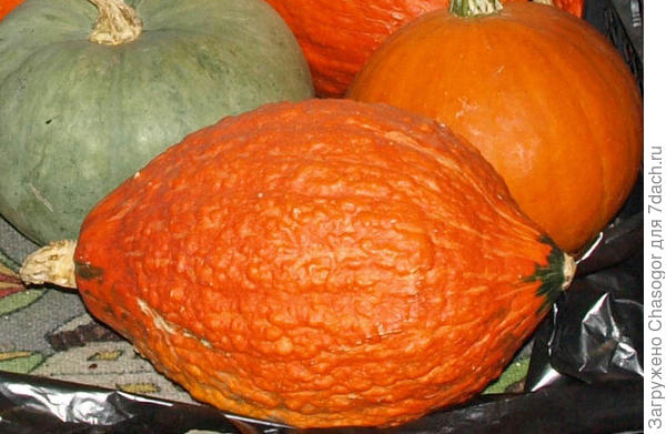 твердокорое чудовище