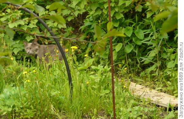 а теперь надо подлезть под опустившей свои ветви смородиной)
