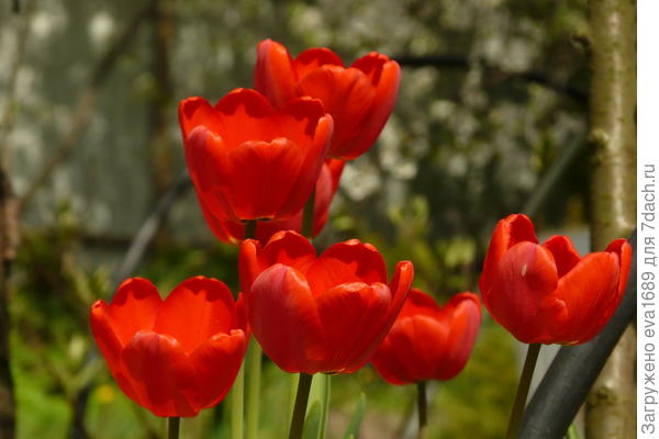 тюльпаны